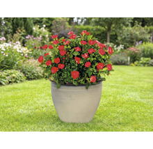 Topfrose mit roten Blüten in einem Keramikpflanzgefäß im Garten.