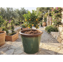 Kumquatbaum in großem Pflanzgefäß im Außenbereich