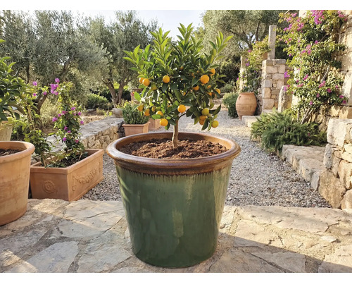 Kumquatbaum in großem Pflanzgefäß im Außenbereich