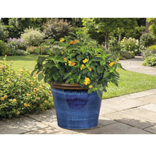 Blühende Pflanze in blauem Topf im Garten