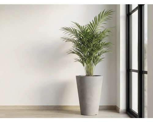 Zimmerpflanze im Topf neben einem Fenster