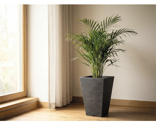 Zimmer mit Fenster, Vorhang und Arekapalme in einem Pflanzgefäß