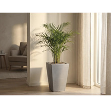 Zimmerpflanze in einem grauen, konischen Pflanzgefäß in einem hellen Raum.