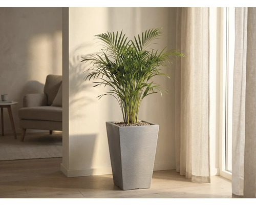 Zimmerpflanze in einem grauen, konischen Pflanzgefäß in einem hellen Raum.