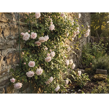 Kletterrose an einer Steinmauer mit Rankhilfe
