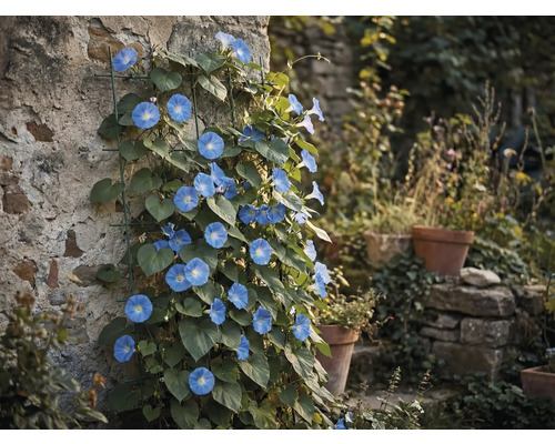 Blau blühende Prunkwinde an einer Steinmauer mit Rankhilfe