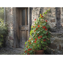 Blumentopf mit Kapuzinerkresse an einer Hauswand mit Holztür