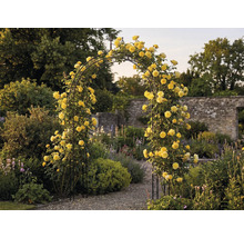 Gartenansicht mit Rosenbogen, bewachsen mit gelben Rosen