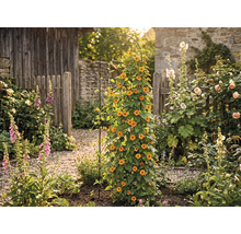 Garten mit Kletterpflanze an Rankhilfe, umgeben von verschiedenen Blumen und Pflanzen vor Holzzaun und Steinmauer