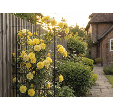 Gelbe Rosenranken an einem Metallgitter im Garten