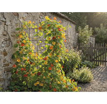 Gartenansicht mit Kletterpflanzen an einer Wand und einem Zaun