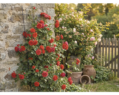 Kletterrose an Hauswand mit Rankgitter im Garten.