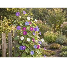Gartenansicht mit Zaun und Kletterpflanze mit bunten Blüten