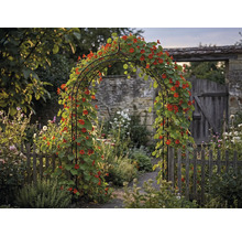 Gartenansicht mit Rosenbogen, bewachsen mit Kapuzinerkresse