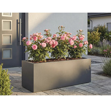 Rechteckiger Pflanzkasten mit Rosen vor einem Haus