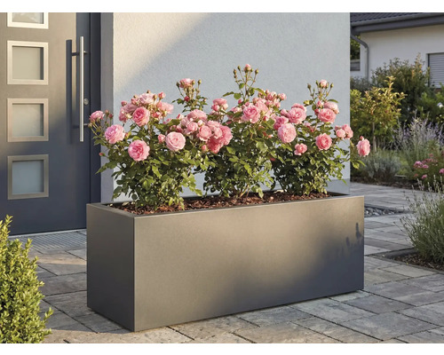 Rechteckiger Pflanzkasten mit Rosen vor einem Haus