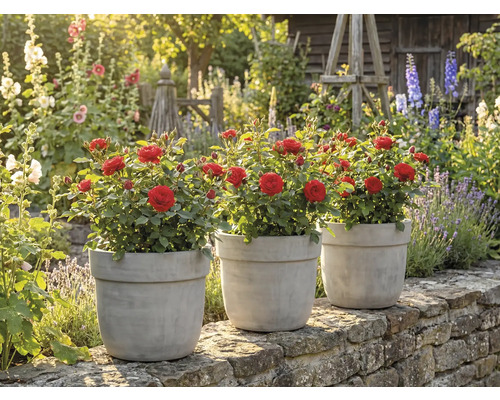 Drei Rosen in Pflanzgefäßen auf einer Mauer in einem Garten.