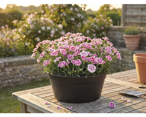 Nelken in einem Topf auf einem Holztisch im Garten.