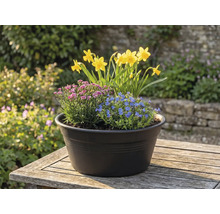 Blumenarrangement mit Narzissen, blauen und pinken Blüten in einem Topf auf einem Tisch im Freien