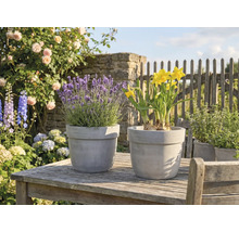 Lavendel und Narzissen in Pflanzgefäßen auf einem Gartentisch