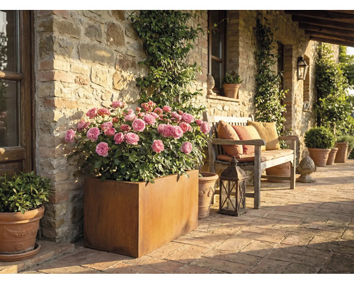 Rustikale Terrasse mit Rosen im Pflanzkasten und einer Holzbank mit Kissen.