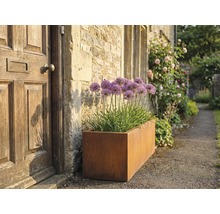 Rechteckiger Pflanzkasten aus Metall mit Zierlauch neben einer Haustür