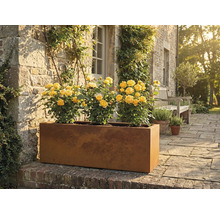 Länglicher Pflanzkasten aus Metall mit gelben Rosen im Garten