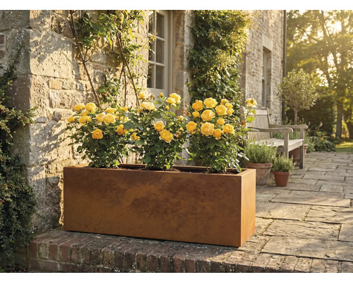 Pflanzkübel Palatino Lotte Corten-Stahl 150 x 40 x 50 cm rostfarben Länglicher Pflanzkasten aus Metall mit gelben Rosen im Garten