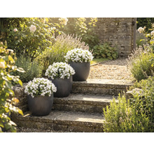 Drei Blumentöpfe mit weißen Glockenblumen auf Steintreppe in einem Garten.