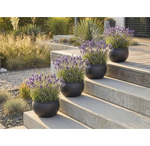 Dekorative Lavendel Pflanzen in Töpfen auf einer Treppe im Außenbereich