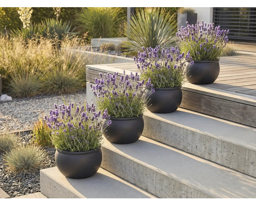 Dekorative Lavendel Pflanzen in Töpfen auf einer Treppe im Außenbereich
