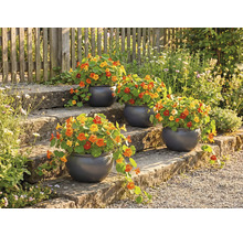 Blumentreppe mit bepflanzten runden Töpfen und Kapuzinerkresse