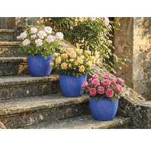 Drei Rosenbüsche in Töpfen auf einer Steintreppe mit rosa, gelben und pinkfarbenen Blüten.