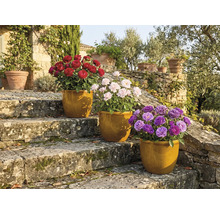 Drei Rosen in Töpfen auf Steinstufen im Garten.