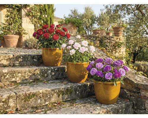 Drei Rosen in Töpfen auf Steinstufen im Garten.