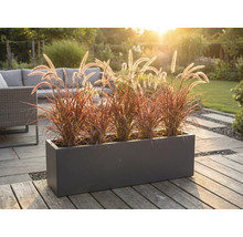 Dekorative Pflanzbox mit Ziergräsern auf einer Terrasse