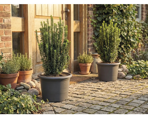 Garten mit Pflanzen in Pflanzgefäßen vor dem Haus