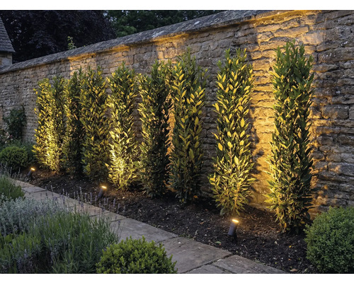Garten mit Steinmauer, Pflanzen und Außenbeleuchtung
