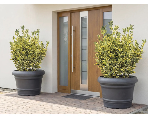 Szene mit zwei Pflanzen in Pflanzgefäßen vor einer Haustür.