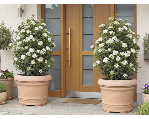 Zwei blühende Viburnum tinus Pflanzen in Terrakotta Blumentöpfen vor einer Haustür.