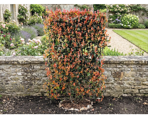 Im Garten steht eine blickdichte Photinia Hecke vor einer Steinmauer.