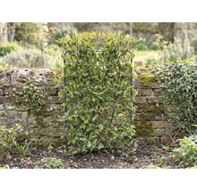 Im Garten steht eine immergrüne Heckenpflanze, die von einem Rankgitter gestützt wird.