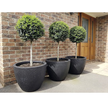 Drei Buchsbaumkugeln in schwarzen Pflanzgefäßen vor einer Backsteinmauer.