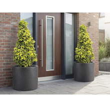 Zwei Kegelbäume in Pflanzgefäßen vor einer Haustür