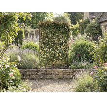 Garten mit einer lebenden Hecke in einem Gitterrahmen als Sichtschutz.