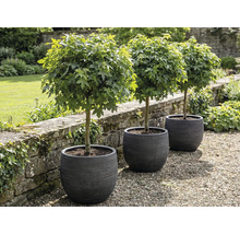Drei Kugel-Ahornbäume in Pflanzgefäßen im Garten.