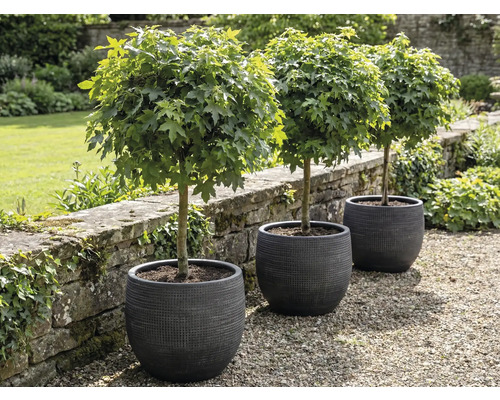 Drei Kugel-Ahornbäume in Pflanzgefäßen im Garten.