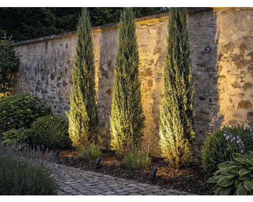 Drei schlanke Zypressen vor einer Steinmauer mit Gartenbeleuchtung
