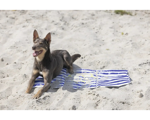 Hund liegt auf einem Strandtuch im Sand