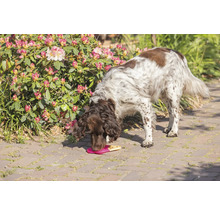 Ein Hund frisst Leckerlis von einer Futtermatte im Garten.